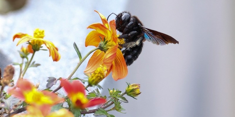 Calenzano, quarta edizione per la Festa delle api e della biodiversità