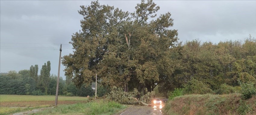 Gli alberi caduti sulla strada tra Rabatta e Sagginale