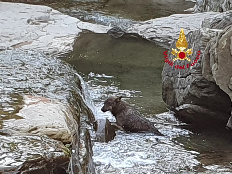 Lupo intossicato lungo il Rovigo