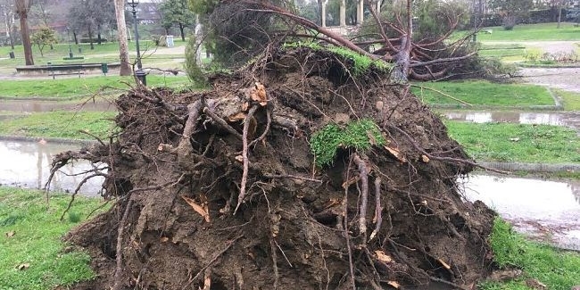 Foto di repertorio: pino caduto