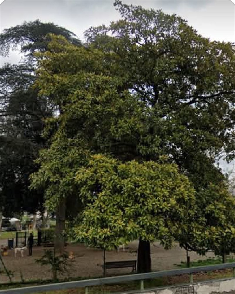 La splendida magnolia del giardino Caponnetto