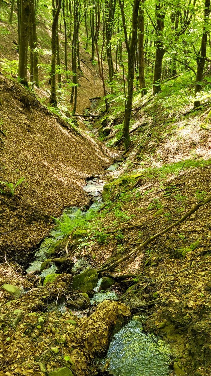 devastazione ambientale