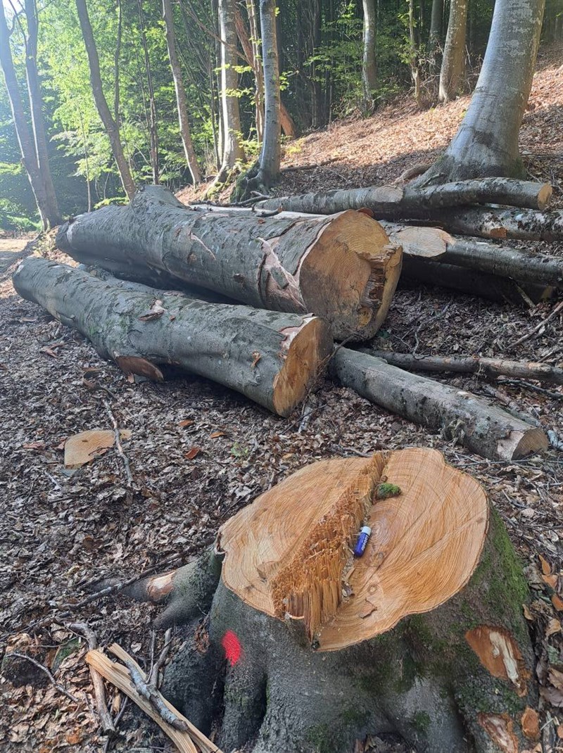 devastazione ambientale