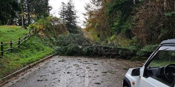 Grosso albero caduto a Prato all'Albero per Palazzuolo sul Senio 