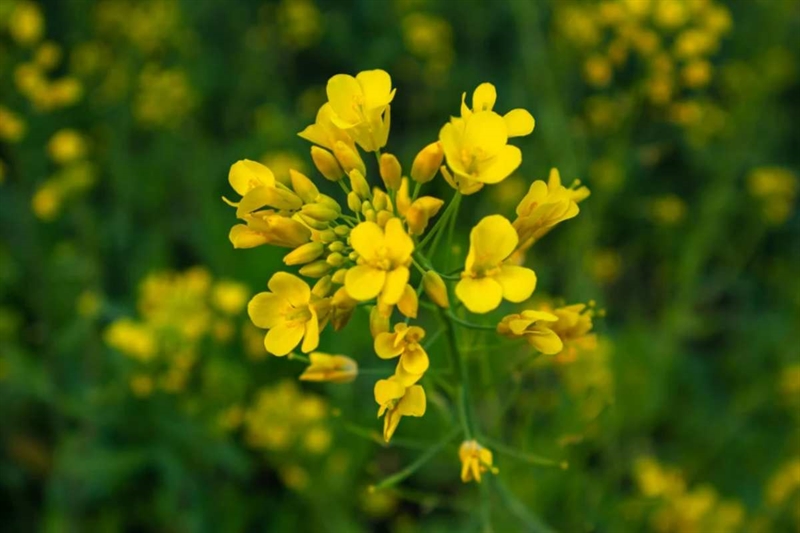 I benefici invisibili della senape: fertilità, difesa e rigenerazione okmugello.it