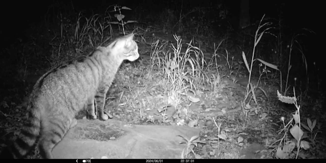 Gatto selvatico a Mulonaccio