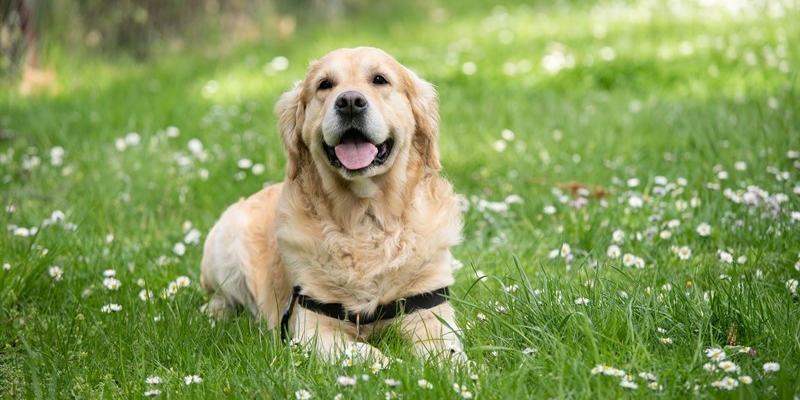 Cane - Immagine di repertorio