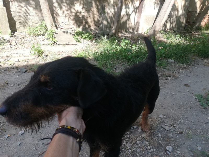 Cedric ritrova i suoi padroni