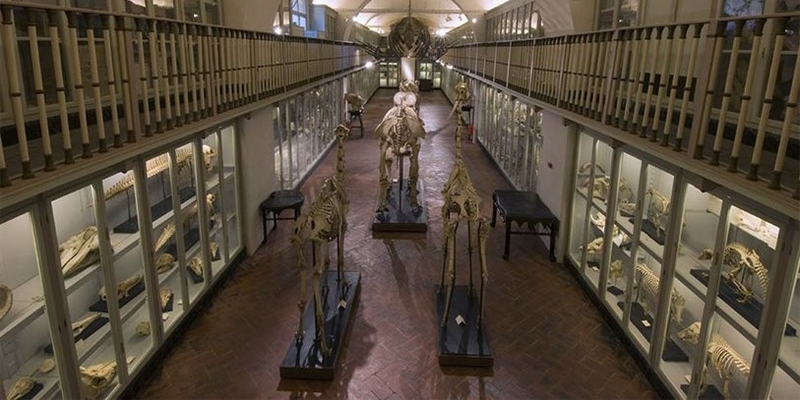21 febbraio 1775, apre alla Specola il Museo di Storia Naturale