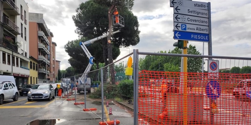 Il taglio dei pini in lungarno Colombo
