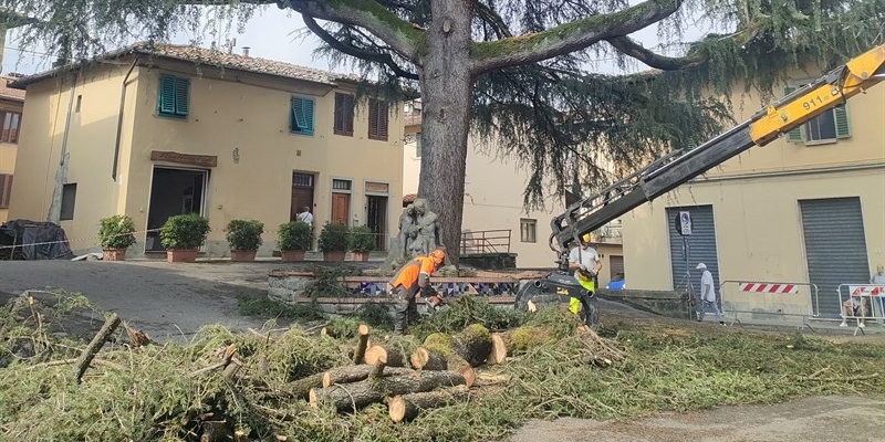 La potatura dell’albero  dopo la caduta dei rami