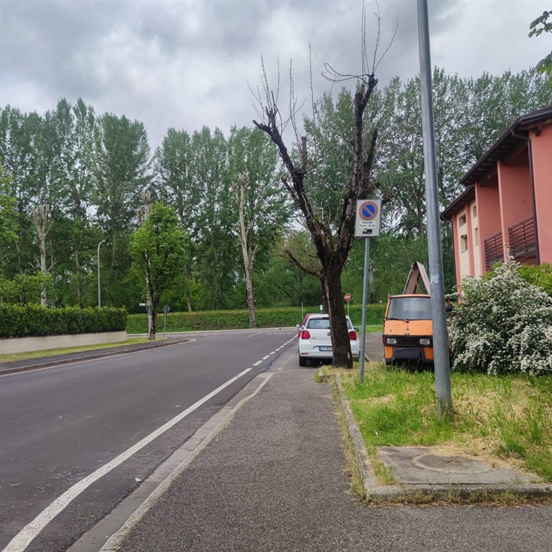 Il risultato dopo 3anni della stessa potatura li accanto, piante secche e pericolose in quota