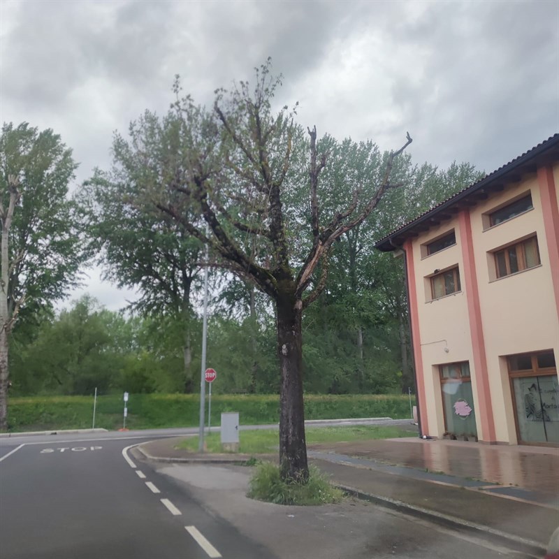 Il risultato dopo 3anni della stessa potatura li accanto, piante secche e pericolose in quota