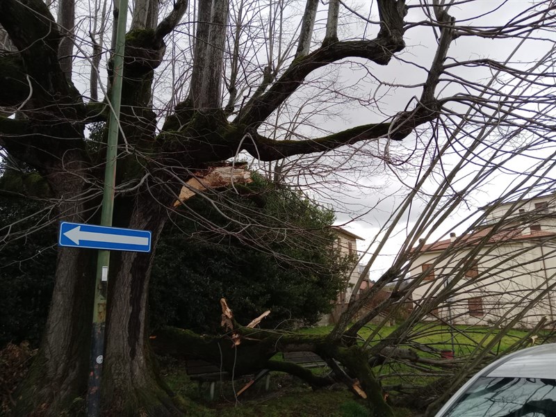 Albero caduto alla stazione di Borgo San Lorenzo