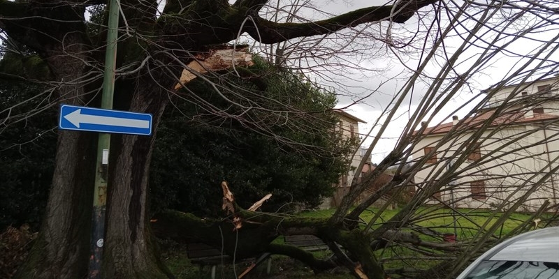 Albero caduto alla stazione di Borgo San Lorenzo