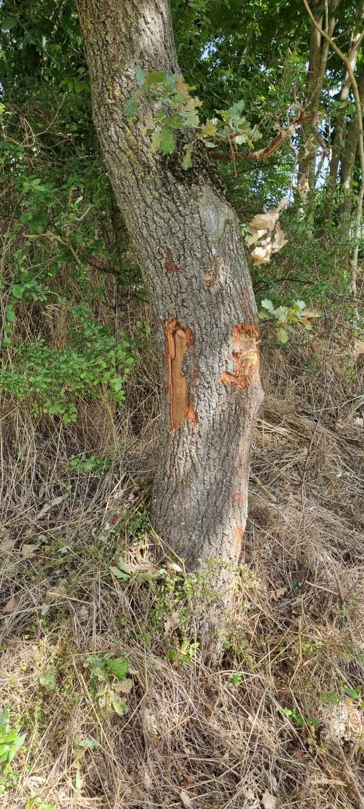 Borgo, taglio erba in ciclabile con ingenti danni agli alberi: la denuncia di Ticci
