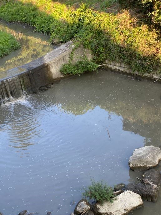 La moria di pesci e l'onda nera nel Rincine