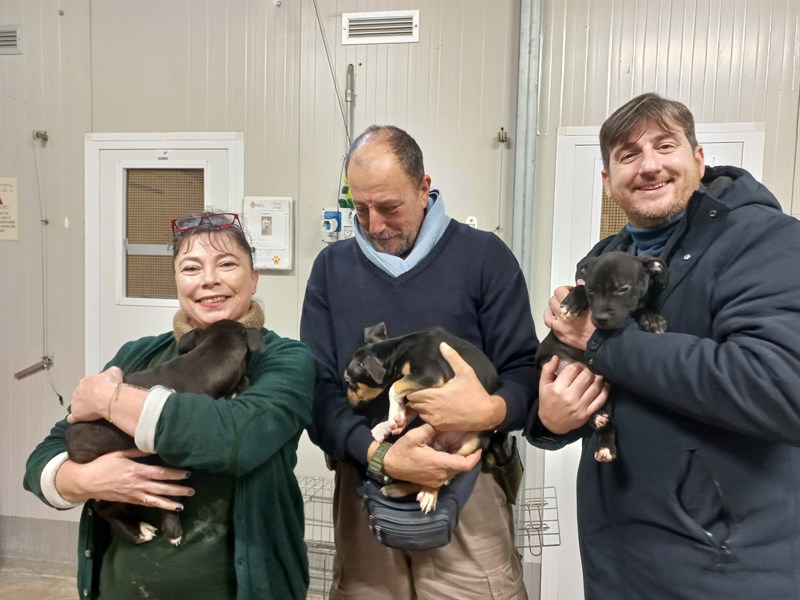 I cuccioli in adozione