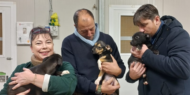 I tre cuccioli che cercano casa