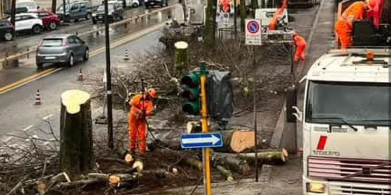 Il taglio di alberi in viale Giannotti