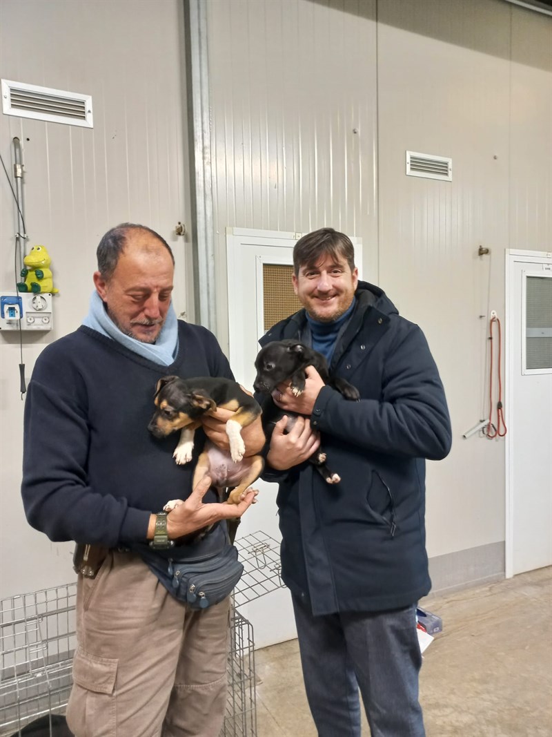 i cuccioli in adozione