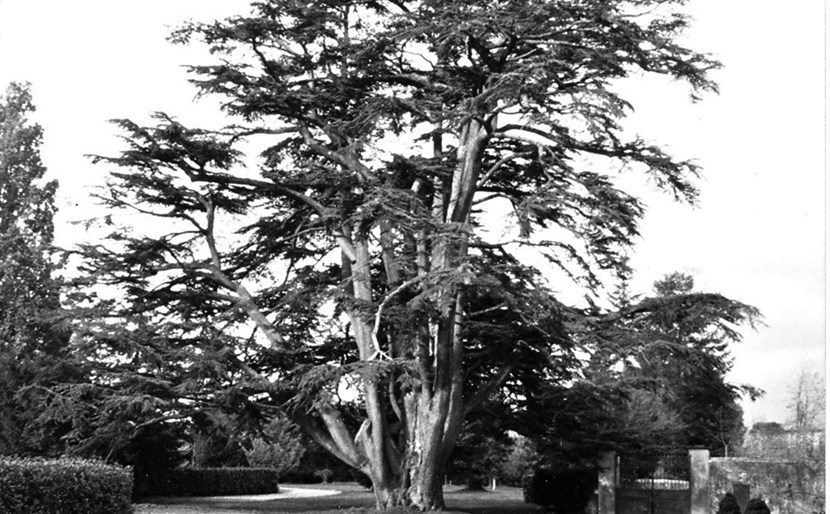 Il secolare “cedro del Libano” nel parco di Villa Corsini.