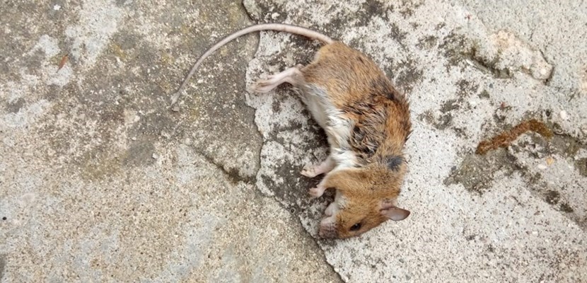 Il topo morto