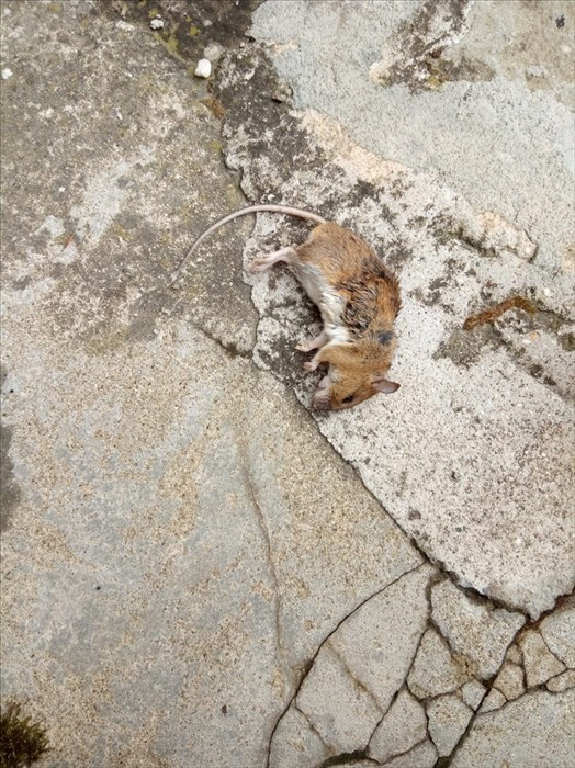 Altro topolino morto