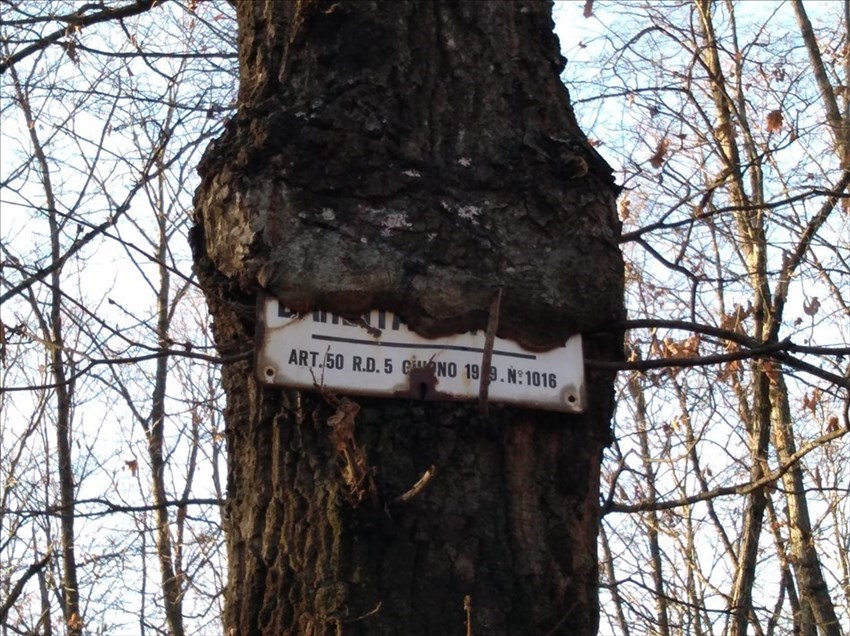 L'albero che mangia i cartelli