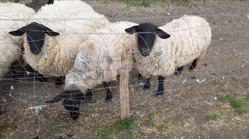 Alcune delle pecore a Fagna
