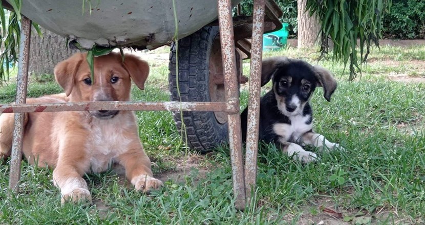 I due cuccioli che cercano casa