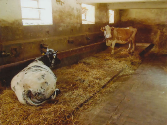 I Baggiani e il podere di Ontaneta. Saranno sfrattati dopo 400 anni