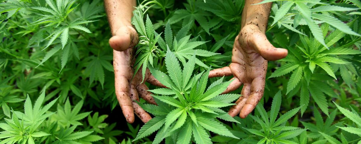 Pontassieve. Sequestrati 350 piante di marijuana, 135gr infiorescenze e 635gr di marijuana essiccata sequestrati: Un arresto.