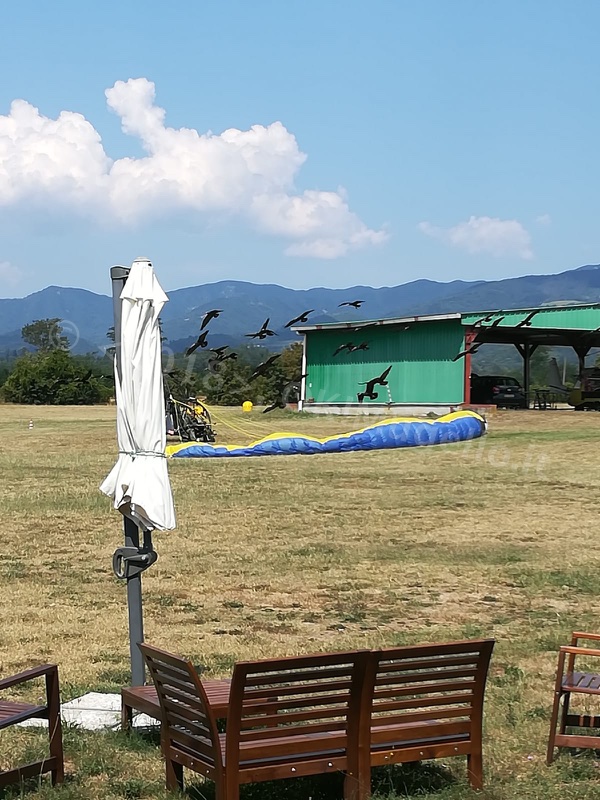 Gli Ibis a Figliano in migrazione seguendo mamma deltaplano