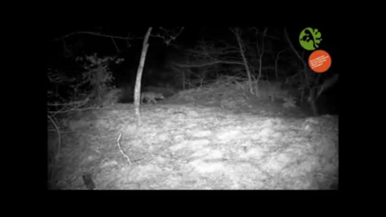 Foreste Casentinesi: La volpe e il lupo a spasso insieme nel bosco
