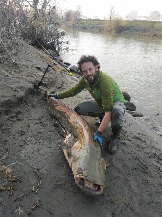 Pesce siluro gigante pescato in Arno il 16 febbraio 2020