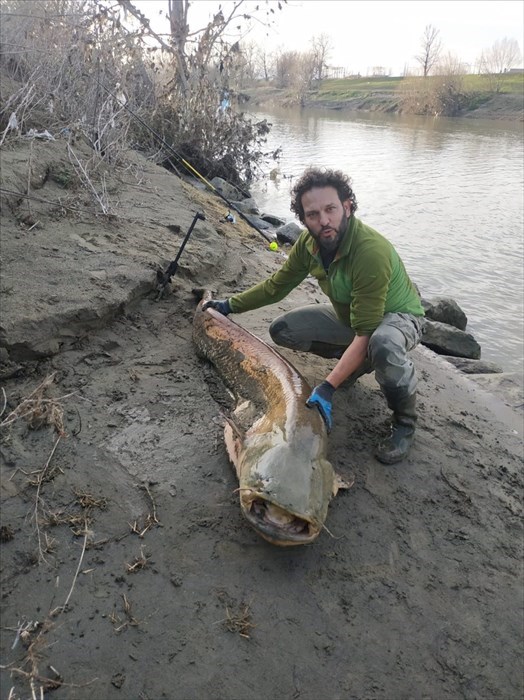 Pesce siluro gigante pescato in Arno il 16 febbraio 2020