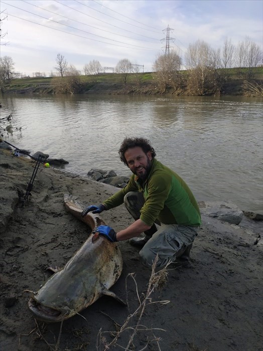 Pesce siluro gigante pescato in Arno il 16 febbraio 2020