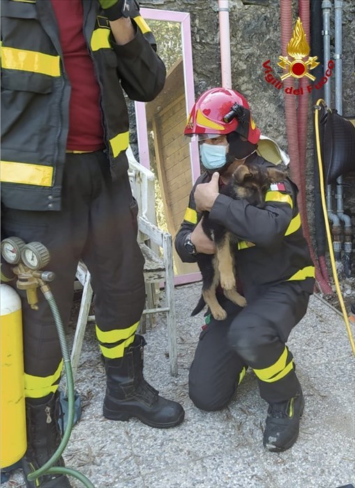 Calenzano. I vigili del fuoco salvano cucciolo incastrato tra tubazioni e un muro