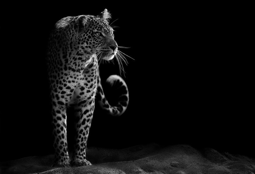 Il leopardo delle nevi