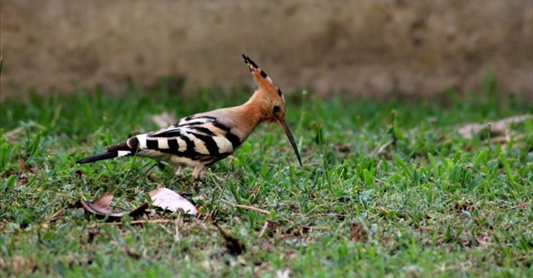 Un Upupa nel mio giardino. Una bella sorpresa estiva