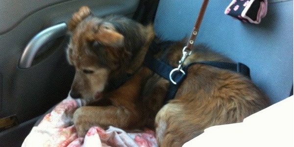 Nonno Lazzaro. Dal canile di Pratolino una storia che commuove