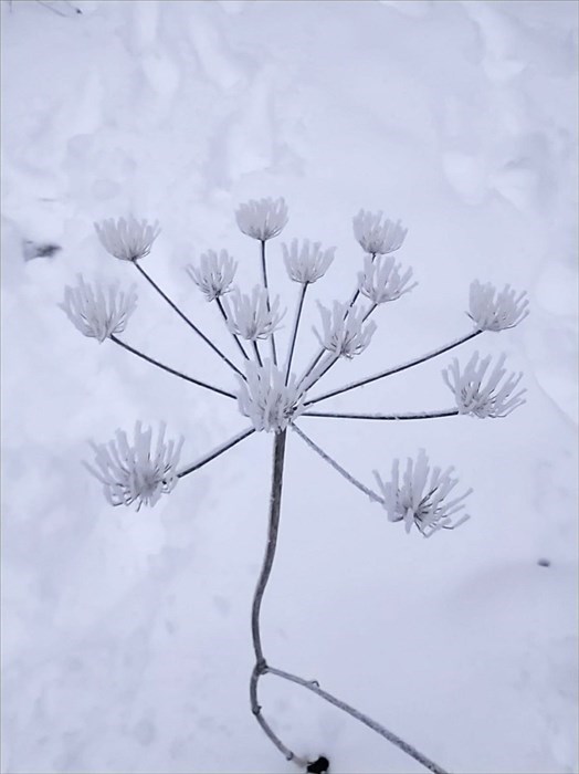 L'incanto della neve