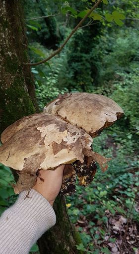Funghi. Bottino ricco nei boschi di Vicchio. Foto del Giorno