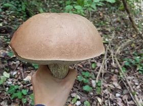 Funghi. Bottino ricco nei boschi di Vicchio. Foto del Giorno
