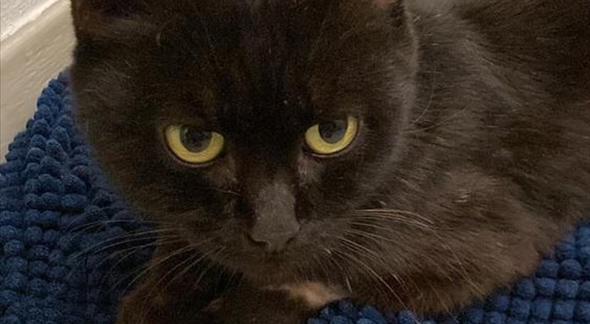Storia di Vicky, una gattina sfortunata accolta da una 'famiglia' speciale