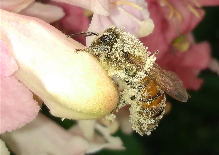 L'ape e la primavera che ancora non c'è. Foto del Giorno