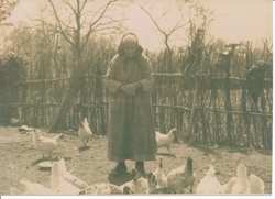 Rubati 4 polli e due tacchini. Il Mugello nelle cronache d'altri tempi