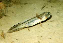 Il tritone carnefice: presentata Animali in villa.