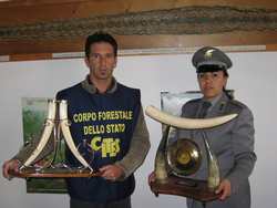 Oggetti in avorio sequestrati a un antiquario di Scarperia